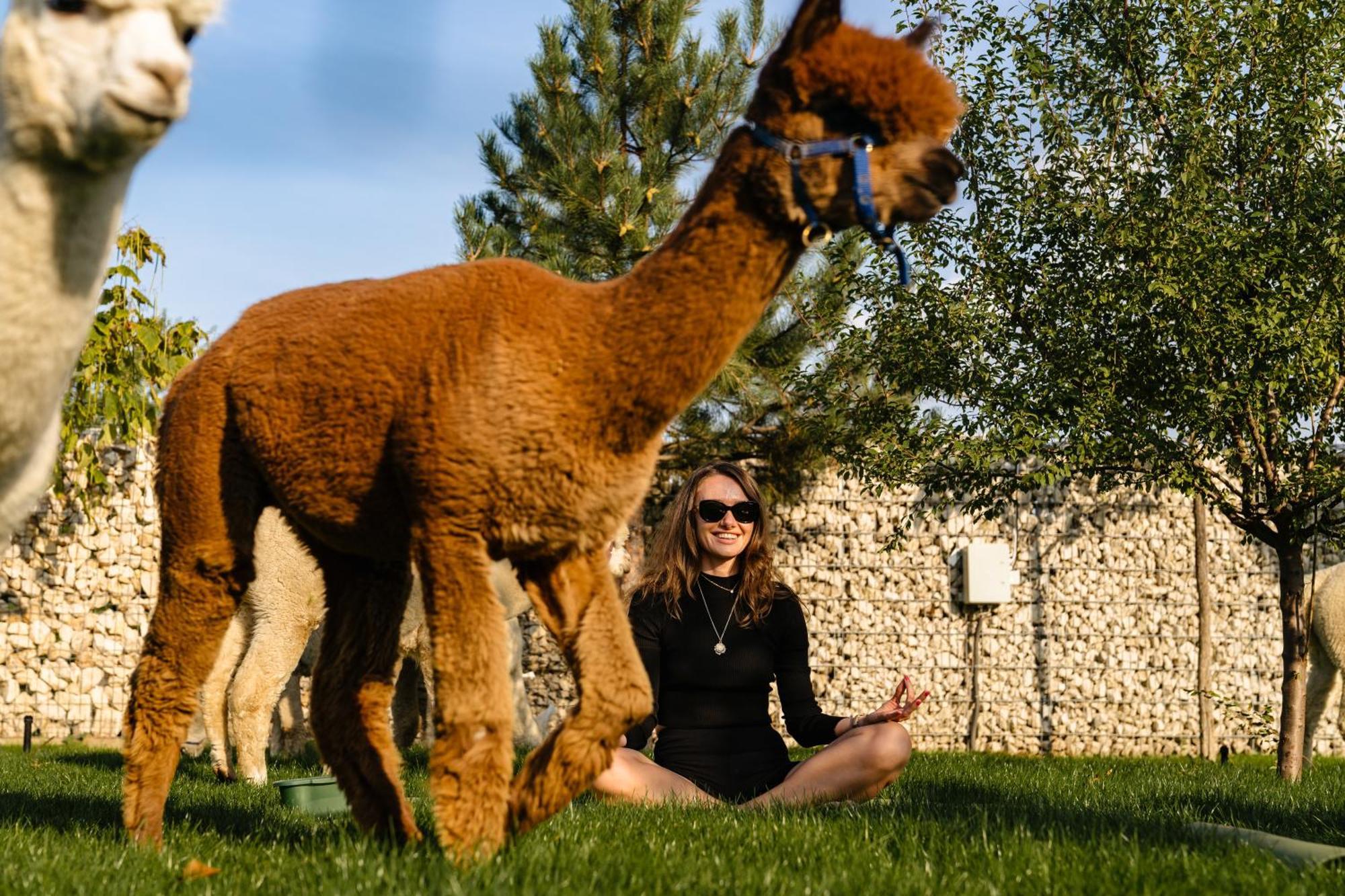 The Tribe Alpaca Retreat Hotel Branesti Exterior photo