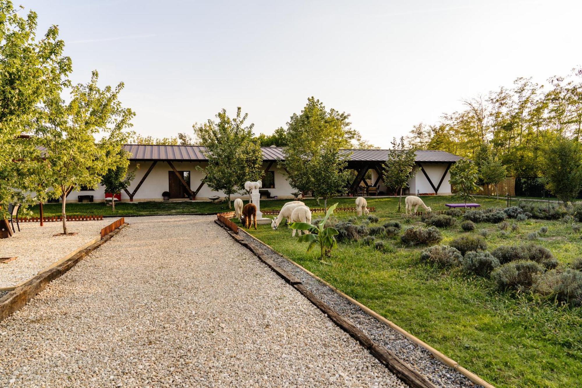 The Tribe Alpaca Retreat Hotel Branesti Exterior photo
